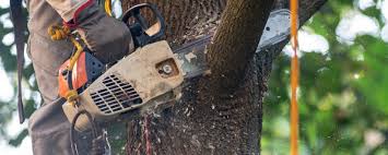 Leaf Removal in Sugar City, ID