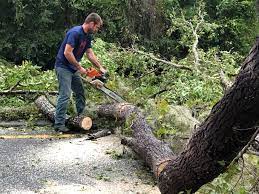 Best Lot and Land Clearing  in Sugar City, ID