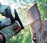 Professional Tree Removal in Sugar City, ID